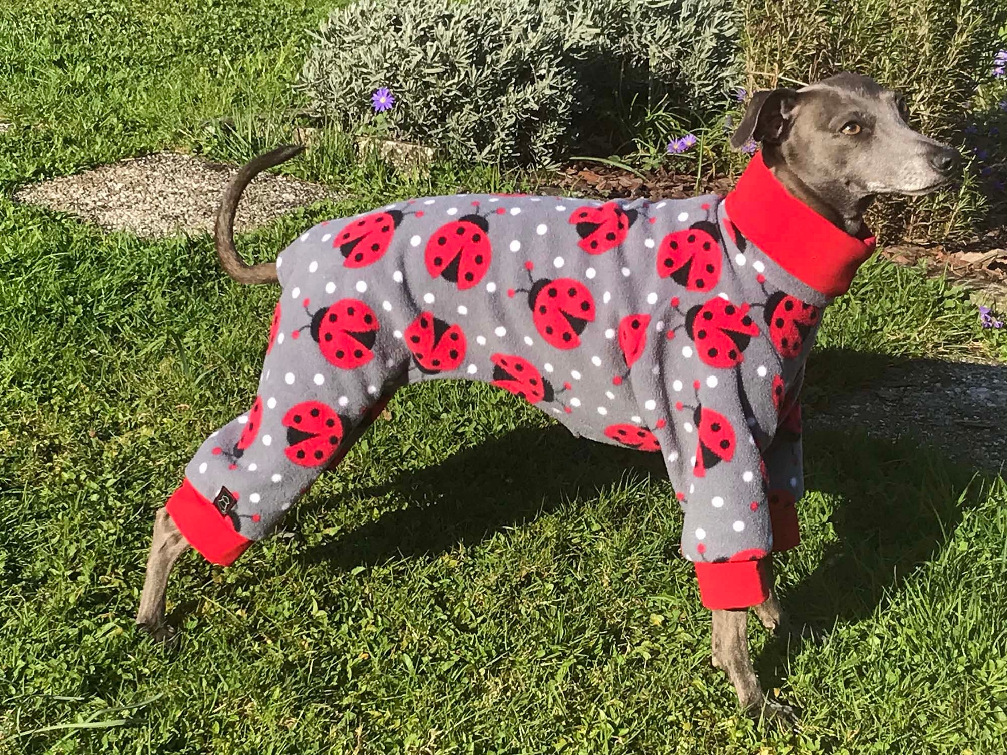 Italian greyhound jammies sales