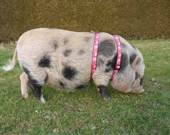 pet pig accessories