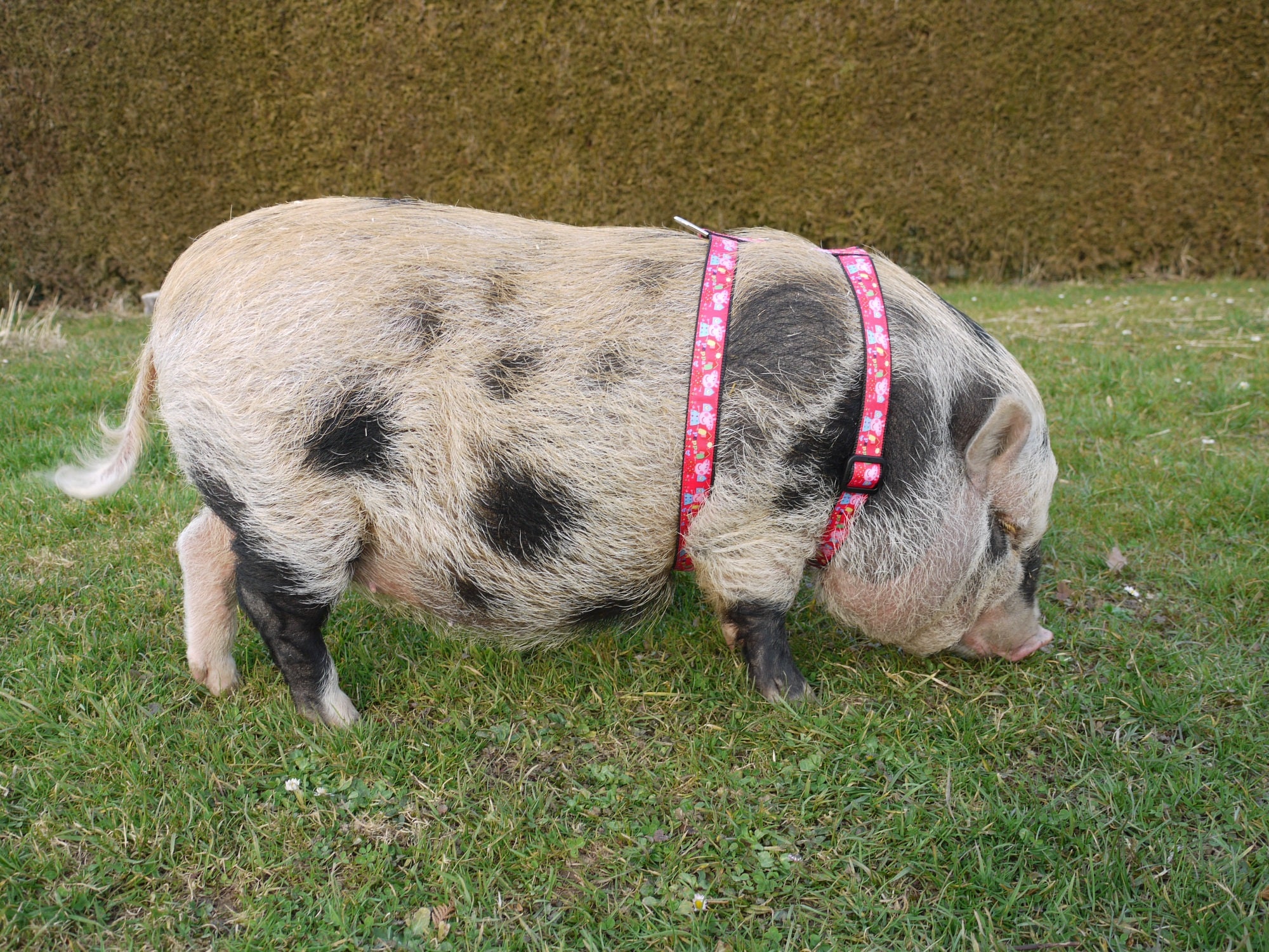 2" Wide Mini Pig Harnesses by Pig Gear 