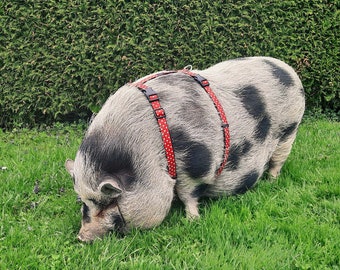 Pot en bois Bellied Pig formes 10cm x10 en bois artisanat blanc forme découpes Pot en bois Bellied Pig formes 10cm x10 en bois artisanat blanc forme découpes