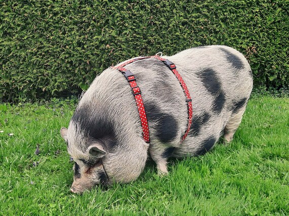 pig harness