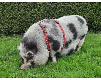 Pig Harness, Pig Harness with Two Buckles, Mini Pig Harness, Adjustable Pig Harness, Pig Leash, Miniature Pig Harness