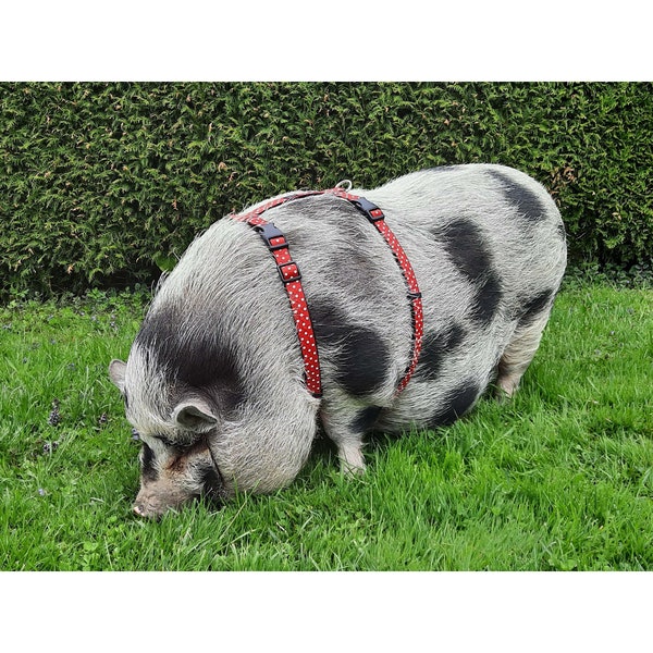 Pig Harness, Pig Harness with Two Buckles, Mini Pig Harness, Adjustable Pig Harness, Pig Leash, Miniature Pig Harness