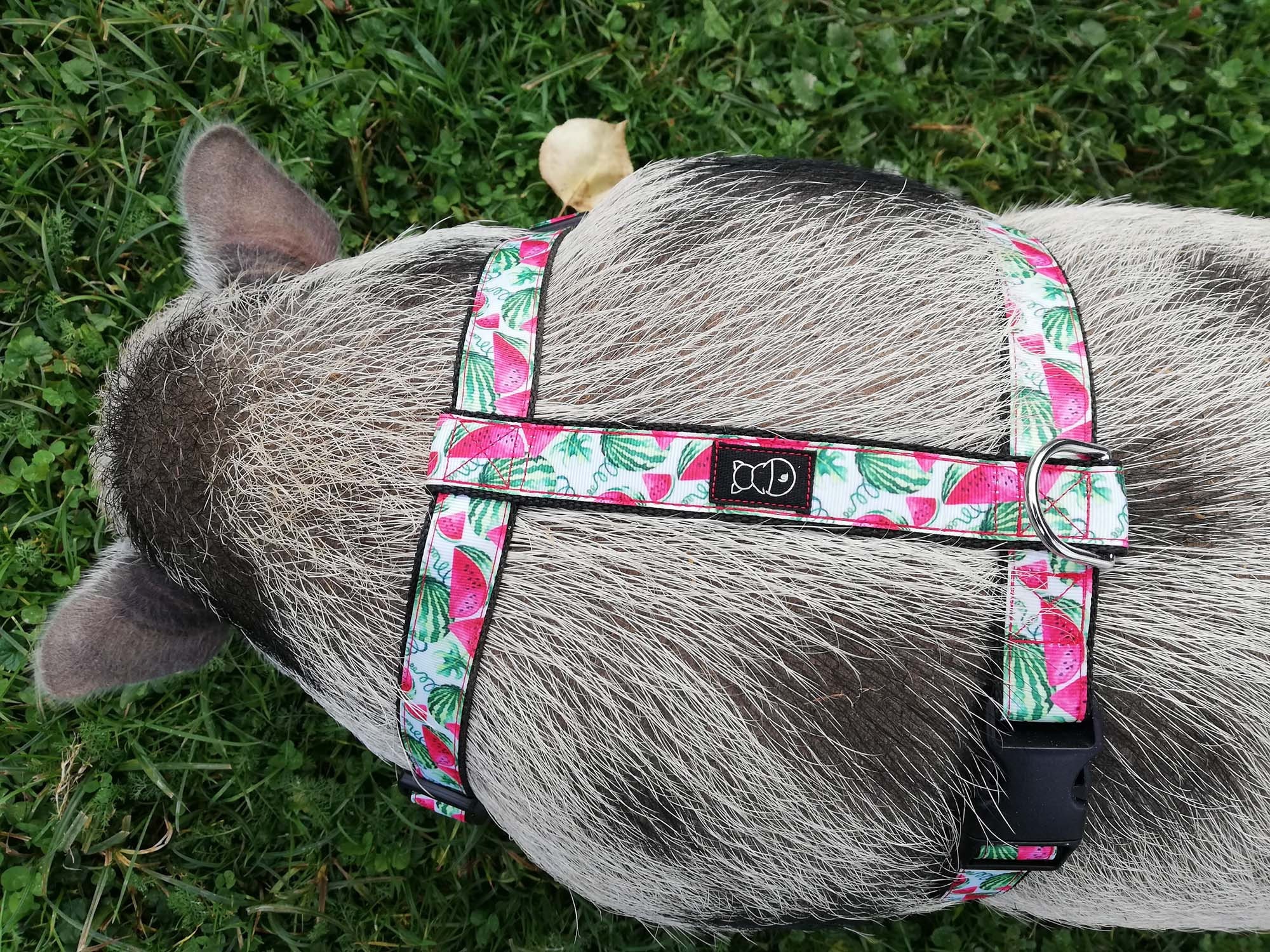Pig Harness Pig Harness With One Buckle Mini Pig Harness Etsy Canada