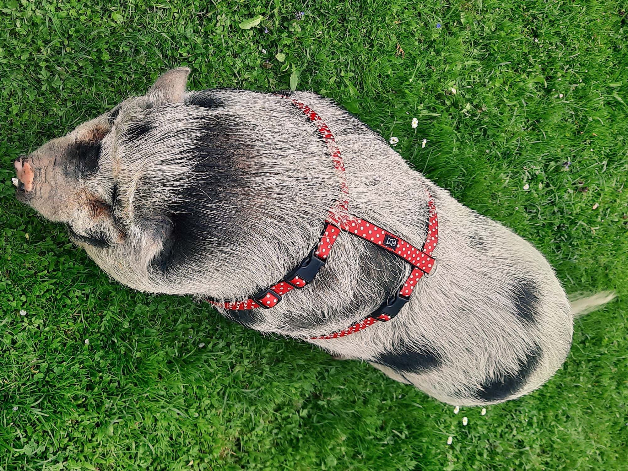 Pig Harness Pig Harness With Two Buckles Mini Pig Harness Etsy Australia