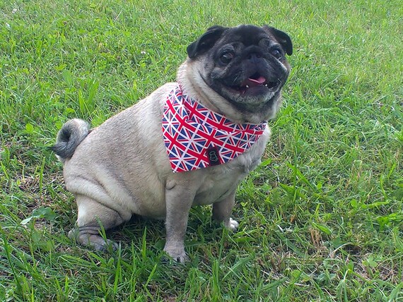 union jack dog bandana