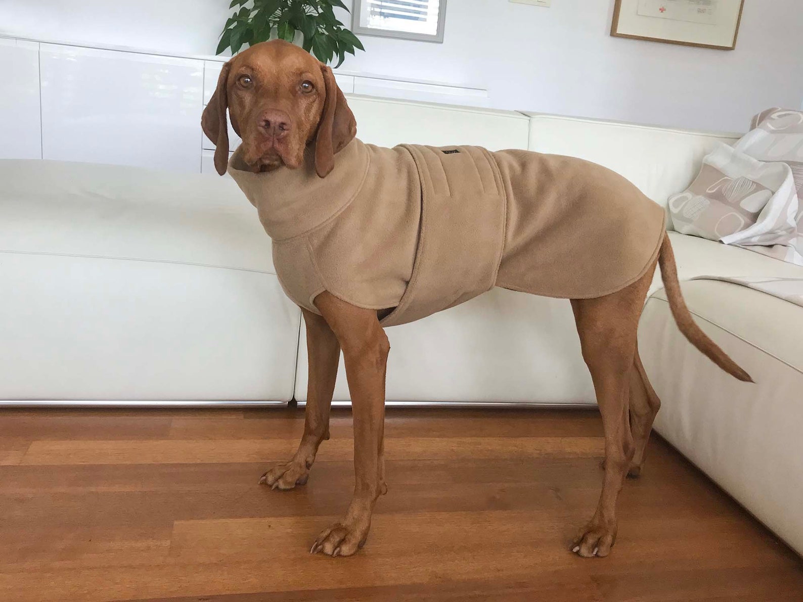 Vizsla Coat Vizsla Fleece Coat Dog Trench Coat Fleece Dog Etsy UK