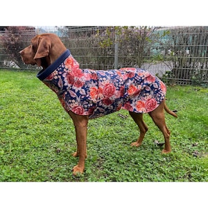 May include: A brown and white dog wearing a blue and red floral dog coat. The coat has a navy blue collar and a floral pattern with red, pink, and white flowers.