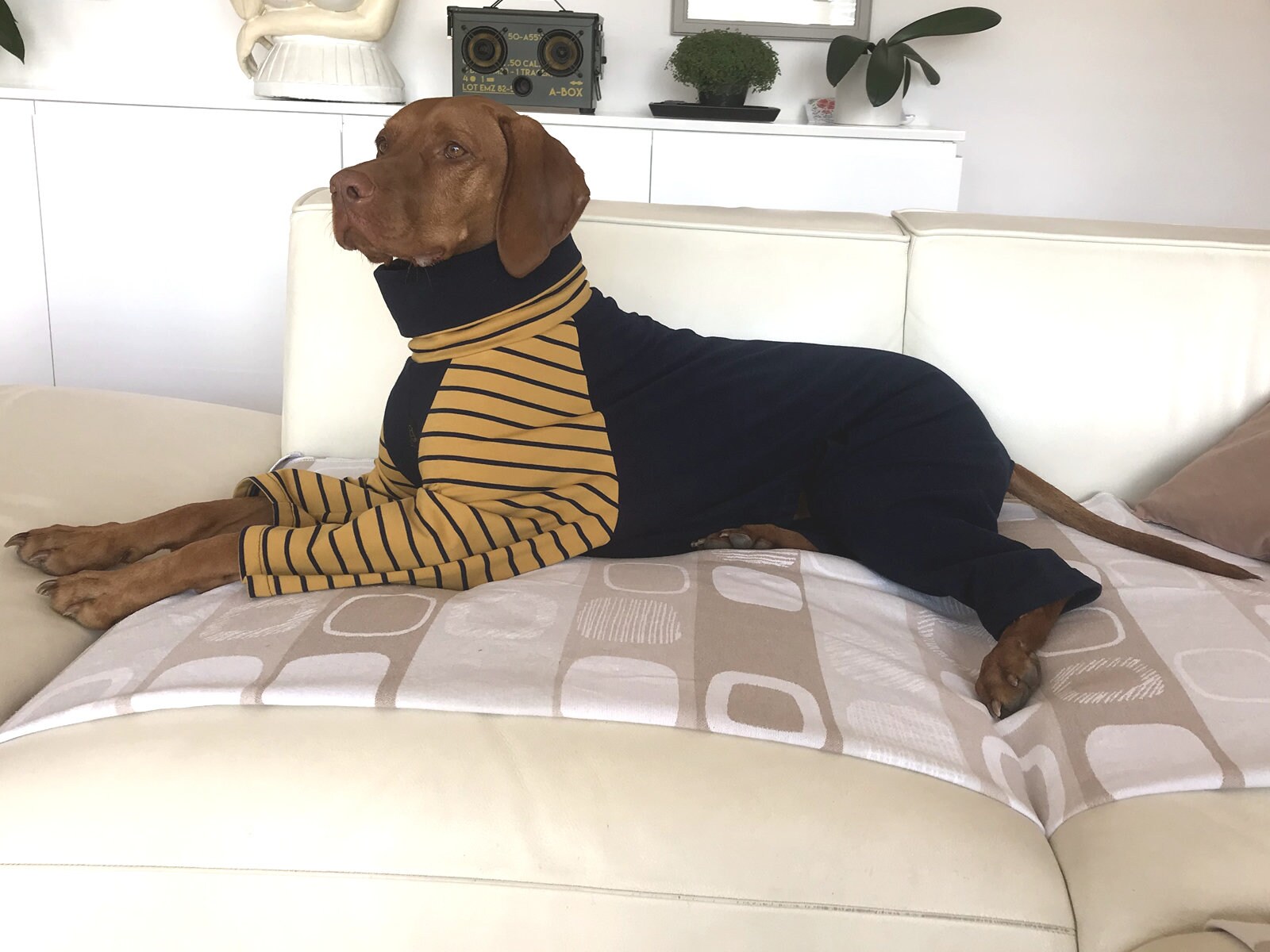 Vizsla Sweatshirt/ Dog Sweatshirt / Dog Outfit / Dog Sweat Etsy