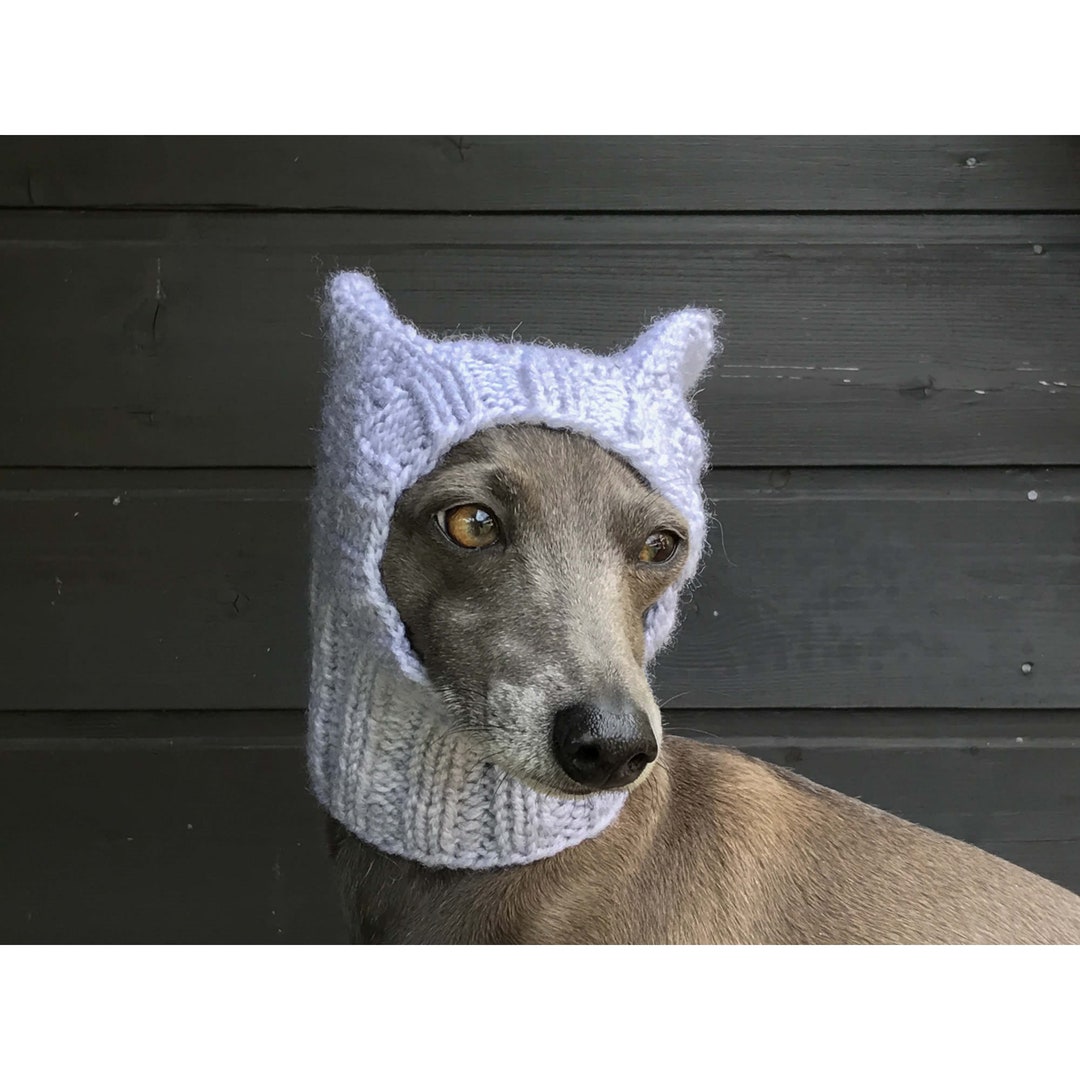 Italian Greyhound Winter Italian Greyhound Dogs Greyhound Hat