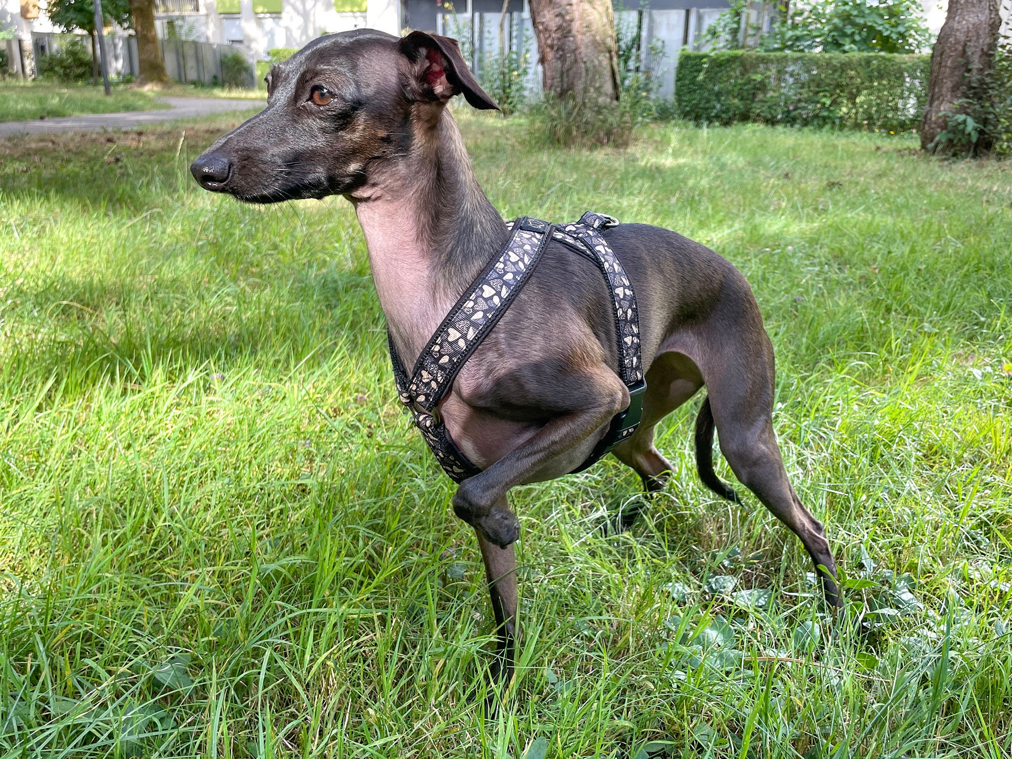 Italian Greyhound Harness Italian Greyhound Padded Harness