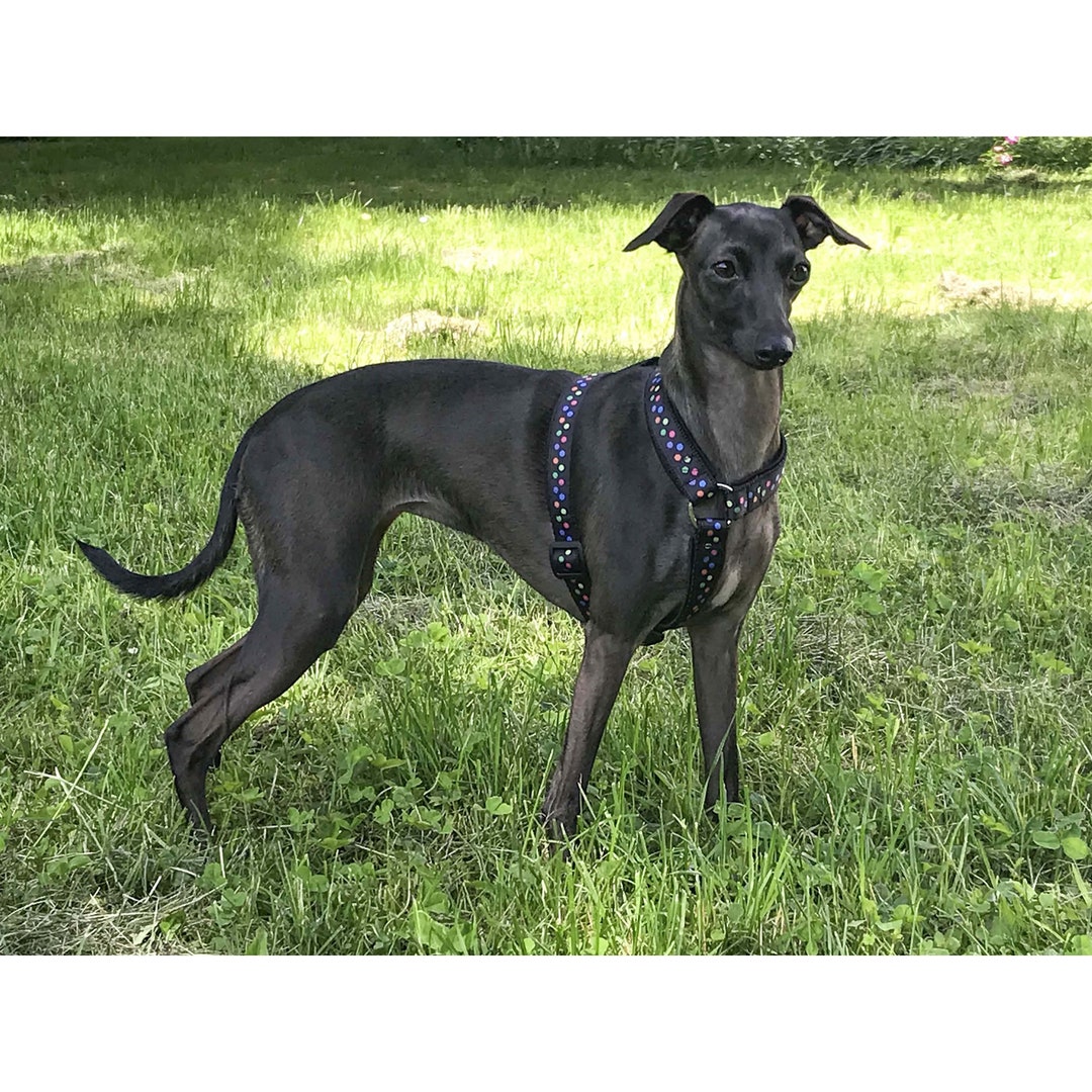 Italian Greyhound Harness, Italian Greyhound Padded Harness, Italian