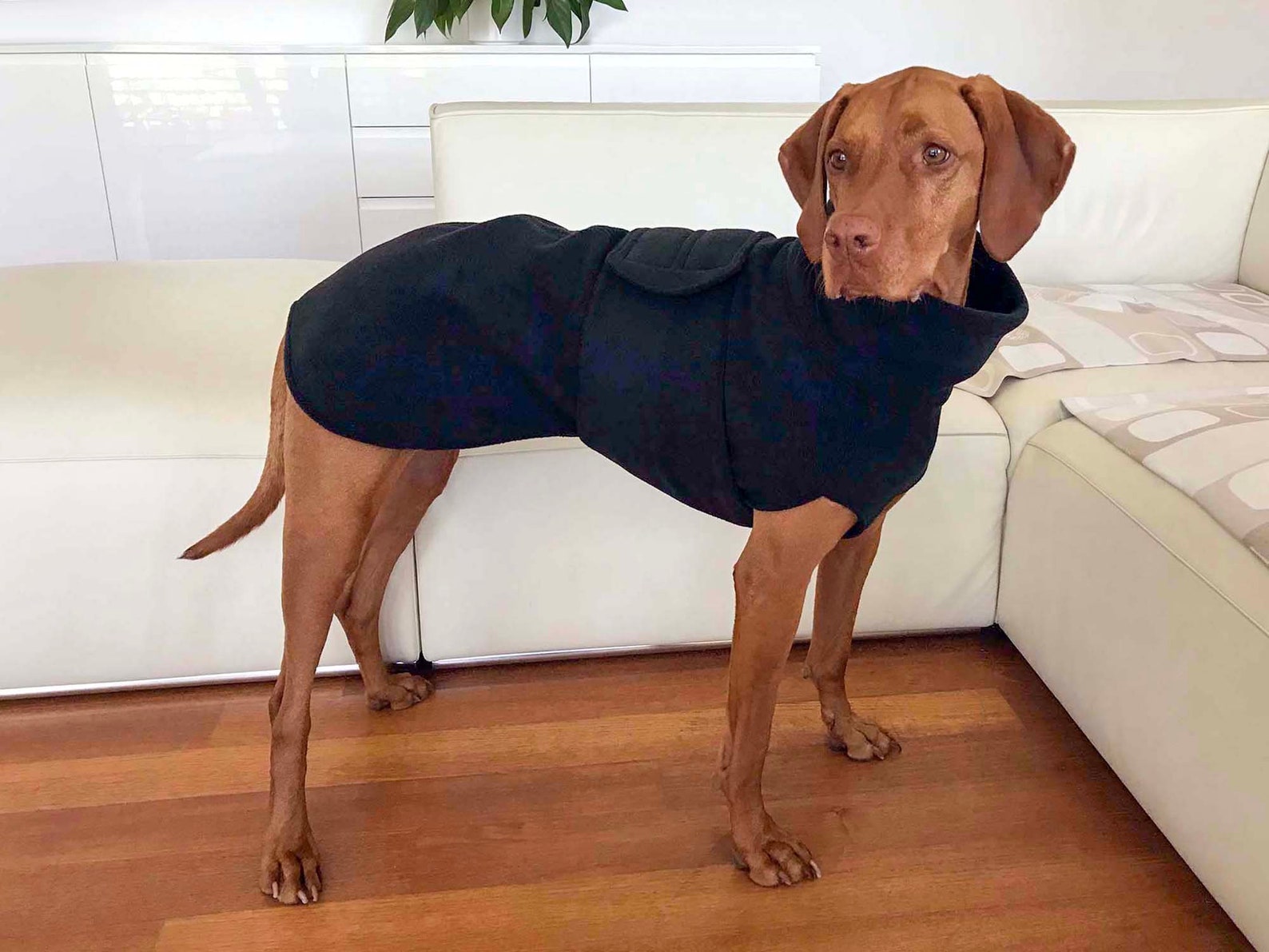 Vizsla Coat Vizsla Fleece Coat Dog Trench Coat Fleece Dog Etsy UK