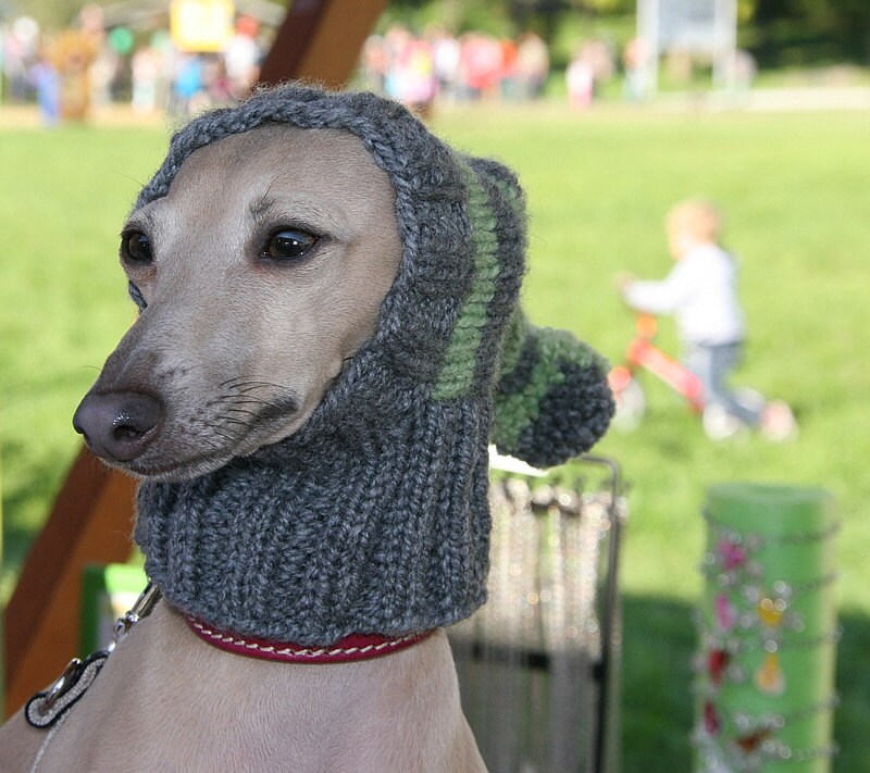 greyhound beanie