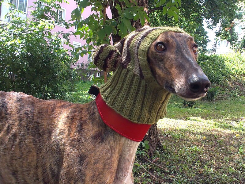 greyhound beanie