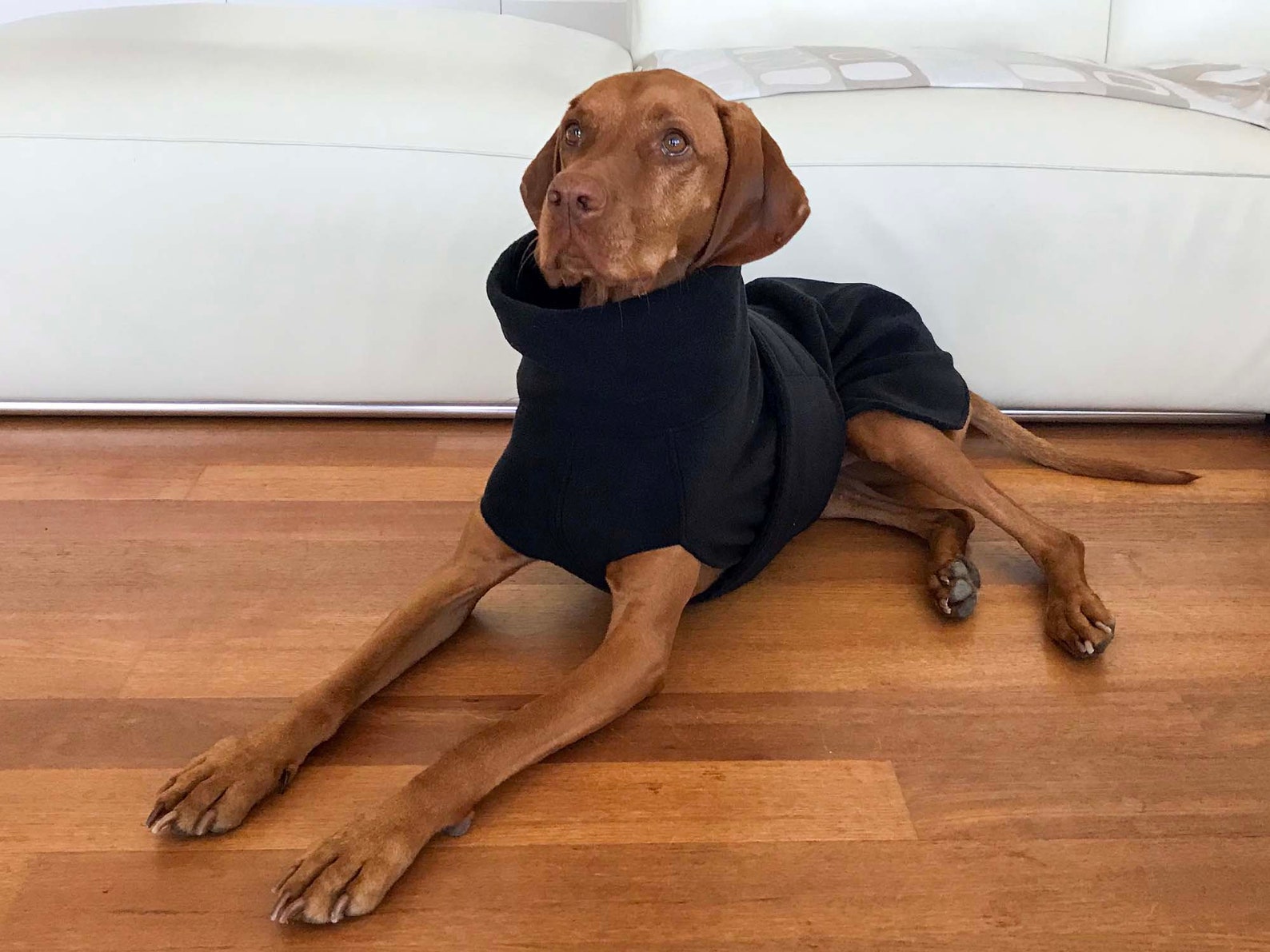 Vizsla Coat / Vizsla Fleece Coat / Dog Trench Coat / Fleece Etsy UK