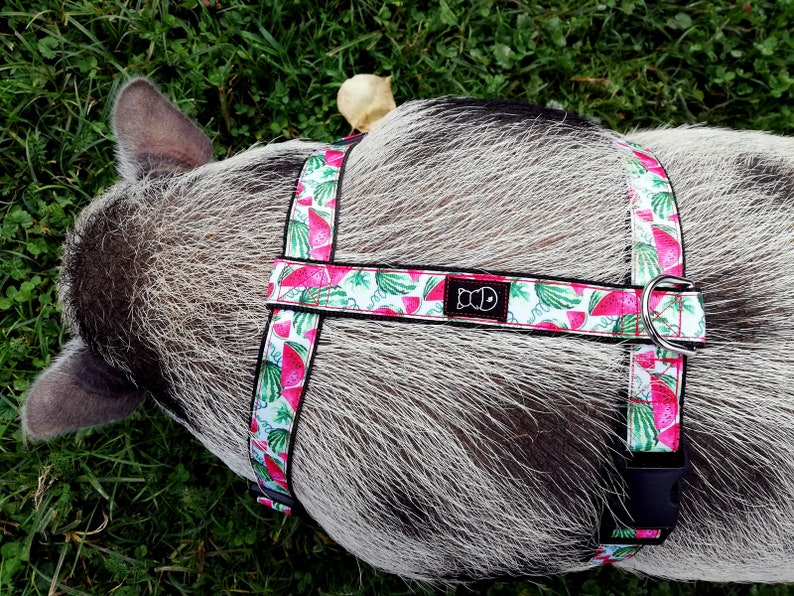 Mini Pig Harness / Adjustable Pig Harness / Teacup Pig Harness Etsy