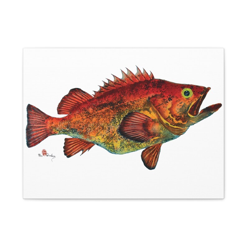 Yelloweye Rockfish Gallery Wrap Stretched Matte Canvas, 1.25