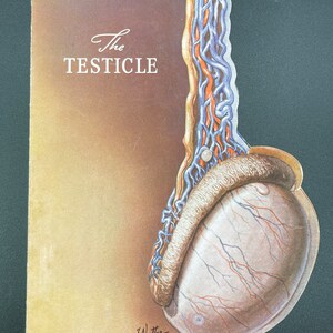 Netter Testis Vintage 'the Testicle' Pamphlet: Dr. F. Netter Medical Anatomy ...