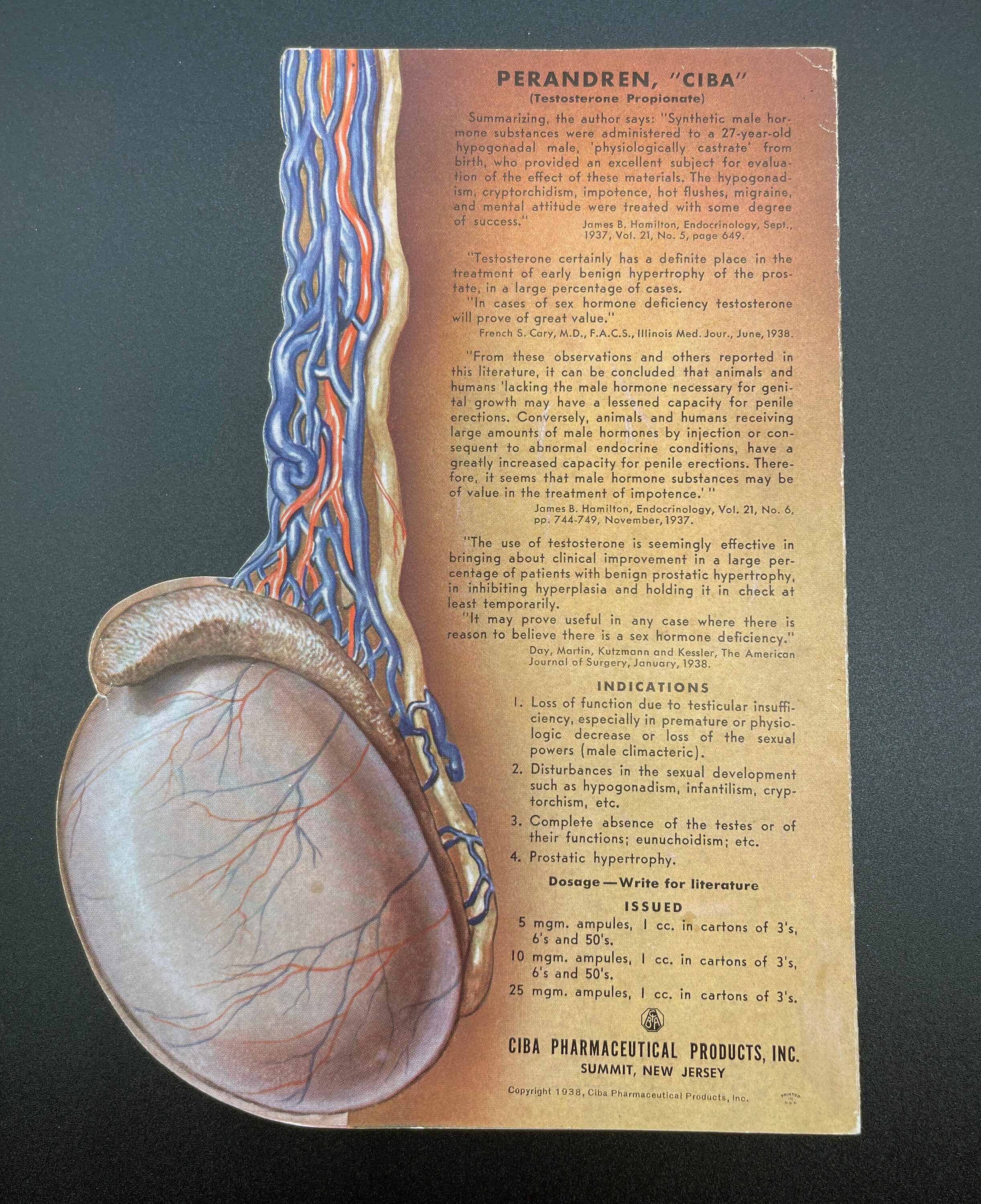 Netter Testis Vintage 'the Testicle' Pamphlet: Dr. F. Netter Medical Anatomy ...