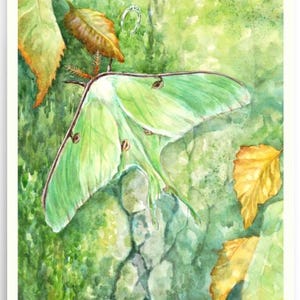 Luna moth in dappled sunlight with ring watercolor art print
