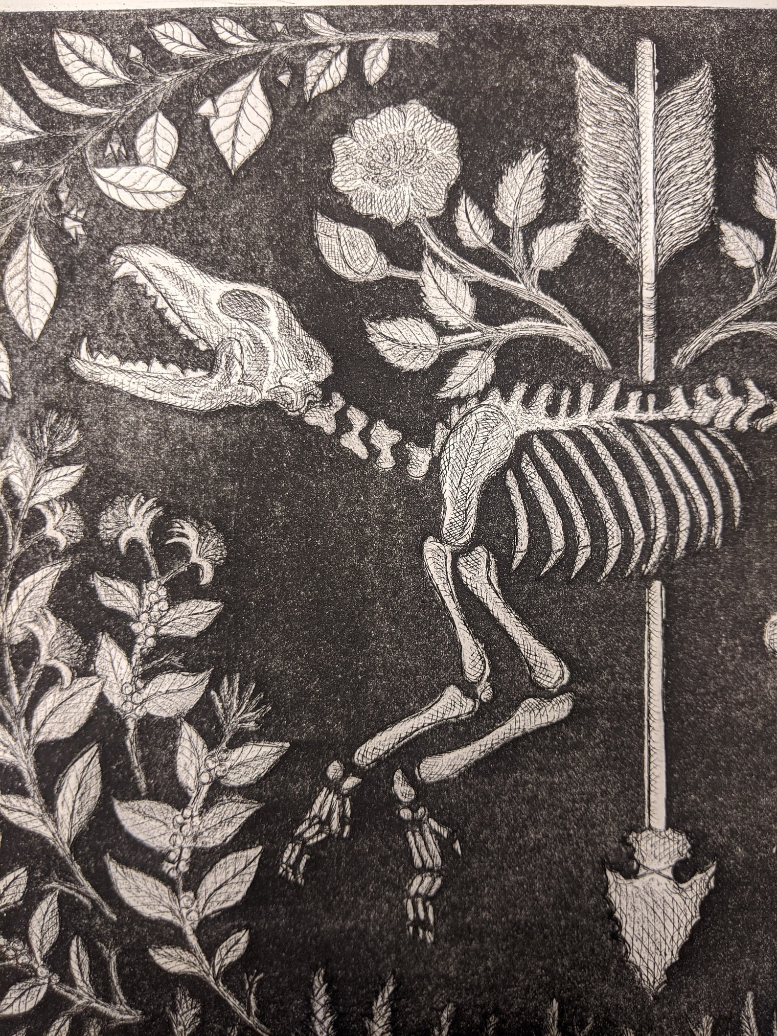Coyote Skeleton Print - Copper Etching and Aquatint - Etsy