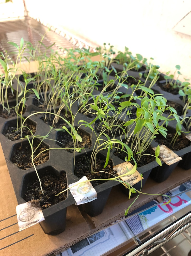 May include: A black plastic seed starting tray with 24 individual cells, filled with soil and small green seedlings. The tray has labels for "Dill", "Parsley", and "Cilantro".