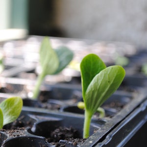 May include: Close-up of a black plastic seed tray with several green seedlings growing in the soil.