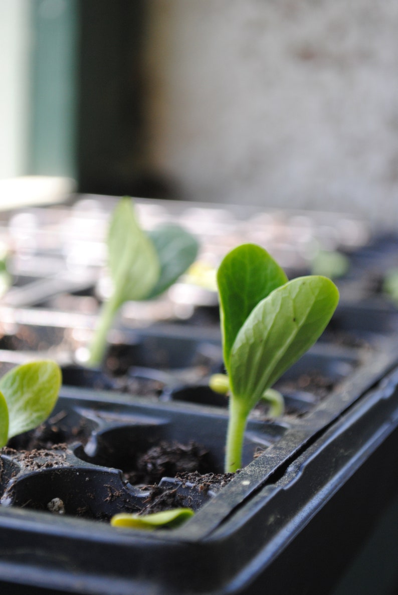 May include: Close-up of a black plastic seed tray with several green seedlings growing in the soil.