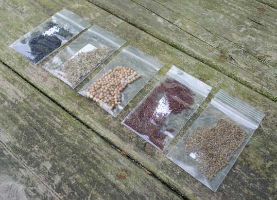 Organic Herb Garden Starter Kit | Basil, Oregano, Cilantro, Dill, Parsley