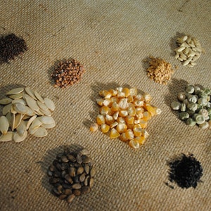 May include: A variety of seeds on a burlap background. The seeds are arranged in small piles and include pumpkin seeds, corn kernels, black mustard seeds, sunflower seeds, and green pea seeds.