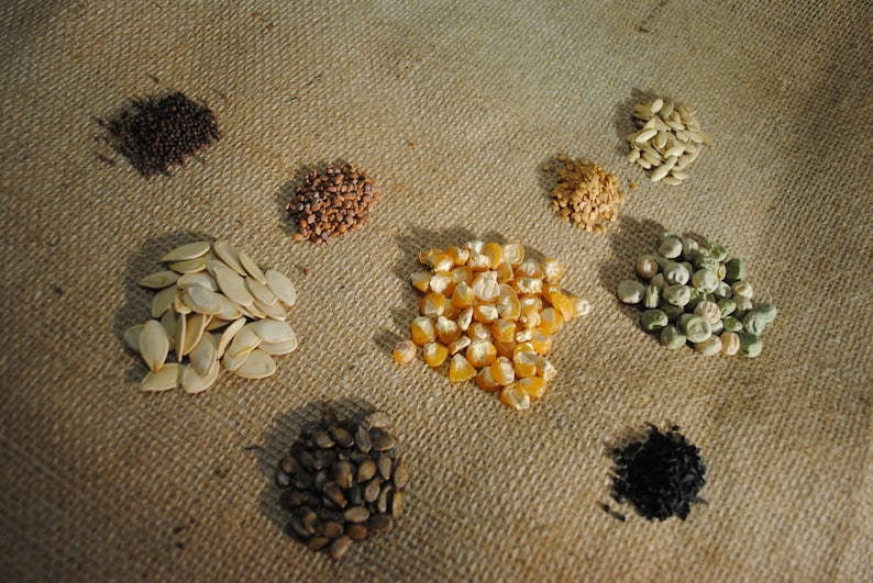 May include: A variety of seeds on a burlap background. The seeds are arranged in small piles and include pumpkin seeds, corn kernels, black mustard seeds, sunflower seeds, and green pea seeds.