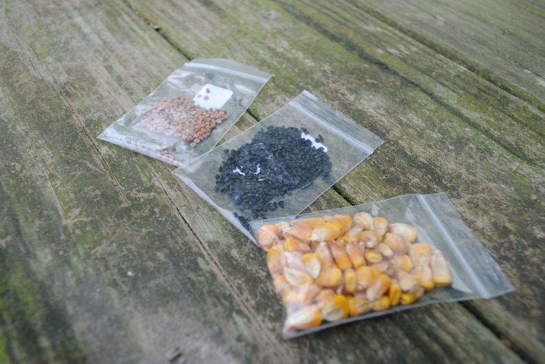 May include: Three clear plastic bags filled with different types of seeds. The first bag contains small, light brown seeds. The second bag contains black seeds. The third bag contains yellow corn kernels.