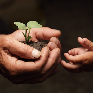 May include: An older person's hands hold a small green plant with dirt, while a child's hand reaches out to touch it.