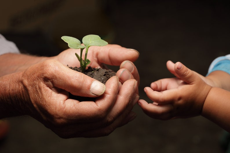 May include: An older person's hands hold a small green plant with dirt, while a child's hand reaches out to touch it.