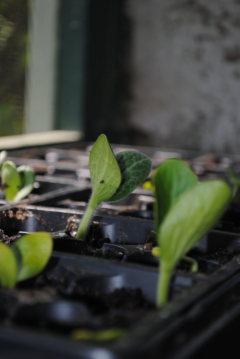 Emergency Survival Vegetable Seed Kit Heirloom Seed Pack Etsy