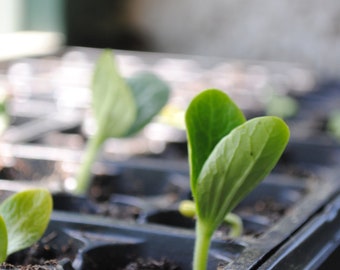 Heirloom Vegetable Seed Kit, 30 Non-GMO Varieties