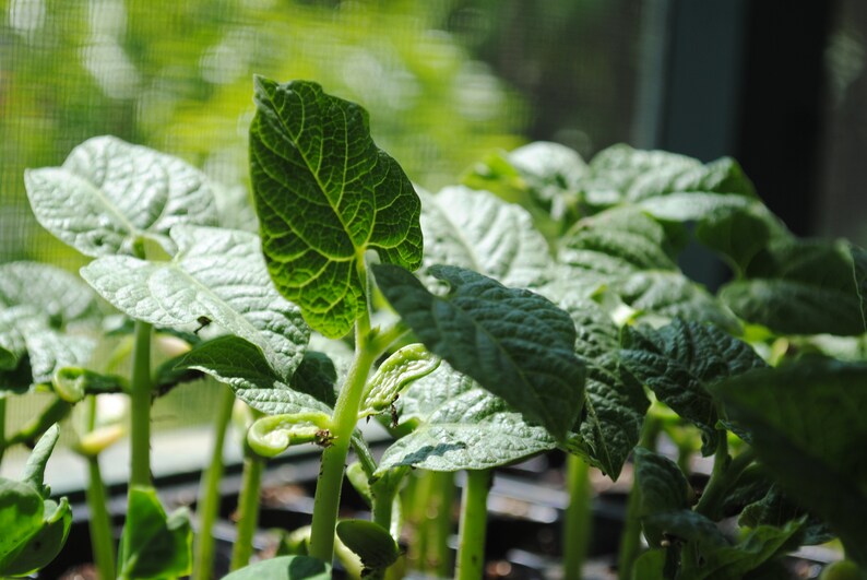 Emergency Survival Vegetable Seed Kit Heirloom Seed Pack Etsy