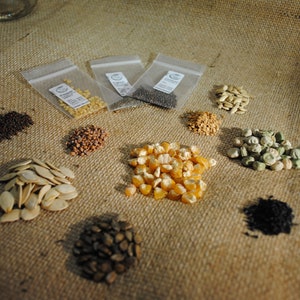 May include: Assortment of various seeds in small plastic bags and loose on a burlap surface. The seeds include corn, pumpkin, peas, and more.