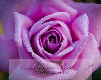 Purple Rose, Botanical Photography, Landscape Photography, Nature Photography, Fine Art, Made in USA, Wall Art, Room Decor