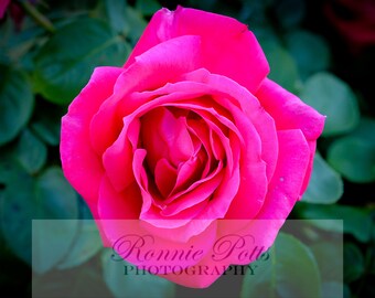 Rose, Beautiful, Botanical Photography, Landscape Photography, Nature Photography, Fine Art, Made in USA, Wall Art, Room Decor