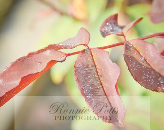Leaf, Rose, Botanical Photography, Landscape Photography, Nature Photography, Fine Art, Made in USA, Wall Art, Room Decor