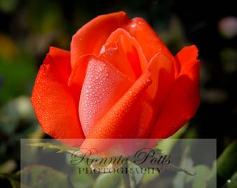 Rose, Botanical Photography, Landscape Photography, Nature Photography, Fine Art, Made in USA, Wall Art, Room Decor
