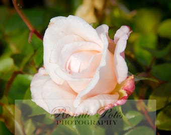 Rose, Botanical Photography, Landscape Photography, Nature Photography, Fine Art, Made in USA, Wall Art, Room Decor