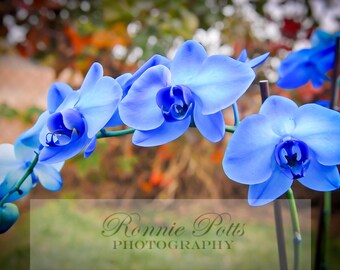 Botanical Photography, Landscape Photography, Nature Photography, Blue Orchid, Orchid, Made in USA, Fine Art, Wall Art, Room Decor