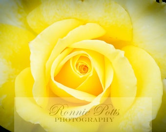 Rose, Beautiful, Photograph, Botanical Photography, Landscape Photography, Nature Photography, Fine Art, Made in USA, Wall Art, Decor