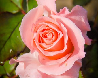 Pink Rose, Botanical Photography, Landscape Photography, Nature Photography, Fine Art, Made in USA, Wall Art, Room Decor