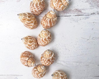 Medium BABYLONIA SPIRATA Shells - 10 pieces, Small Seashells, Seashells, Natural Seashells, Shells, Craft Supply