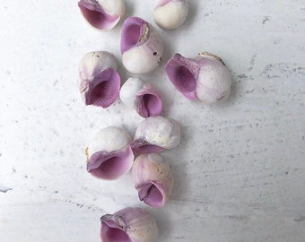 Small WHITE and PURPLE VIOLACEA Seashells - 10 pieces, Medium Seashells, Seashells, Natural Seashells, Shells, Craft Supply