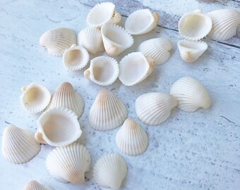 Small WHITE CLAM ROSE Seashells - 25 pieces, Small Seashells, Seashells, Natural Seashells, Shells, Craft Supply